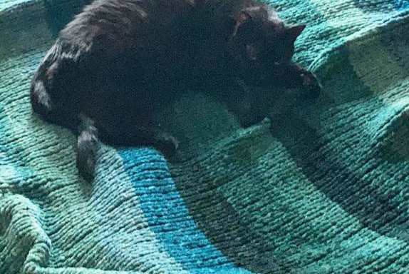 Feline Comforter